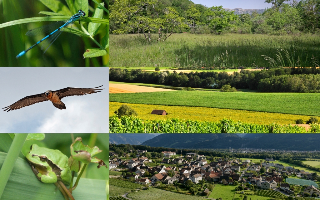 Libellule, gypaète barbu, rainette verte, prairie maigre, paysage, commune de Fläsch